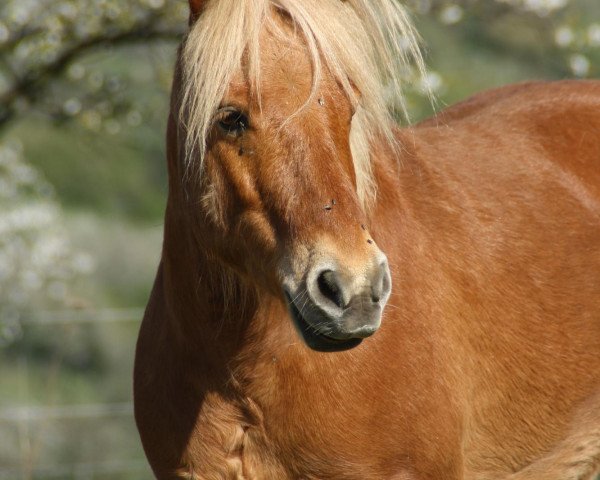 horse Bernado vom Schedetal (German Classic Pony, 2003, from Bernstein)