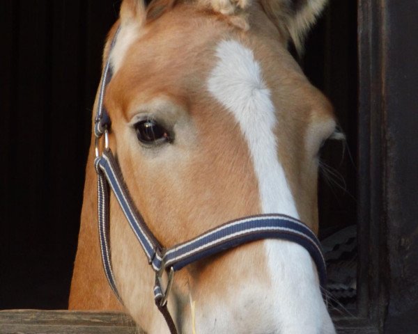 dressage horse Sten van de Heistraat (Haflinger, 2009, from Steigerwald SG)