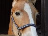 dressage horse Sten van de Heistraat (Haflinger, 2009, from Steigerwald SG)