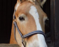 Dressurpferd Sten van de Heistraat (Haflinger, 2009, von Steigerwald SG)