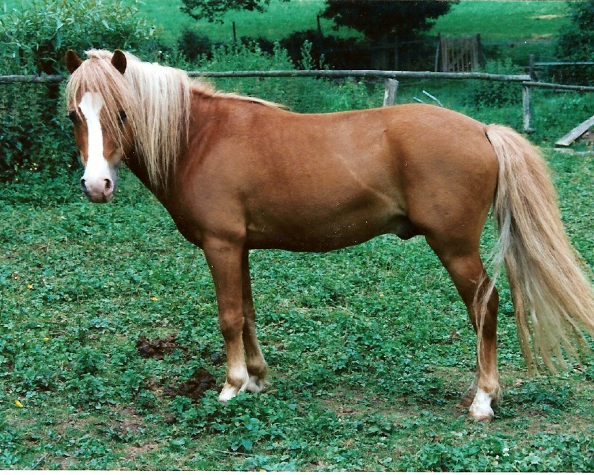 horse Justin (Dt.Part-bred Shetland pony, 1989, from Jossy)