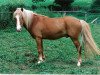 dressage horse Justin (Dt.Part-bred Shetland pony, 1989, from Jossy)