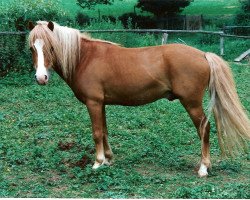 Pferd Justin (Dt.Part-bred Shetland Pony, 1989, von Jossy)