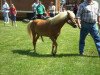 stallion Bernstein (Dt.Part-bred Shetland pony, 1991, from Benny)