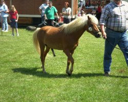 stallion Bernstein (Dt.Part-bred Shetland pony, 1991, from Benny)