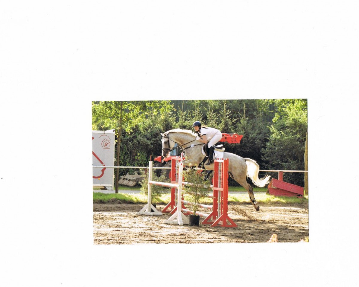 jumper Sir Saint Tropez (Hanoverian, 2006, from Salito)