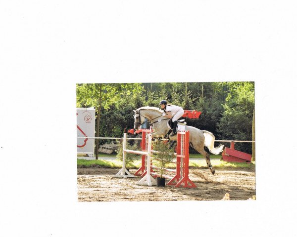 jumper Sir Saint Tropez (Hanoverian, 2006, from Salito)