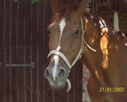 broodmare Gibbon Gold (Hanoverian, 1991, from Gibraltar)