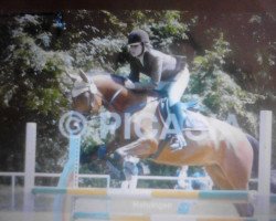 jumper Miss Opera (Trakehner, 1999, from Opernball)