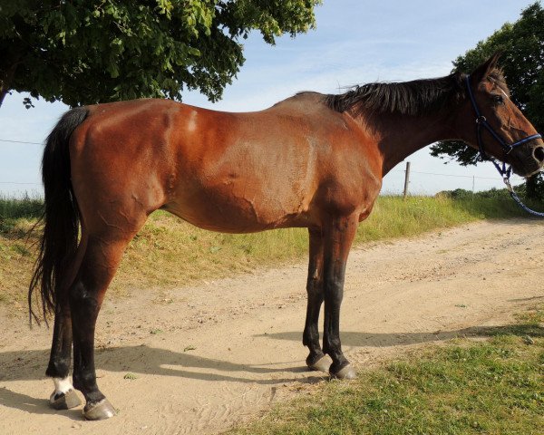 broodmare Hannelore II (Mecklenburg, 1983, from Hallore)