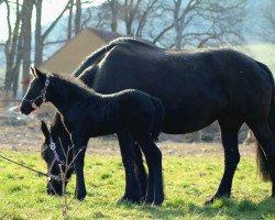 horse Victorie's secret Ivy (Friese, 2022, from Joop Z)