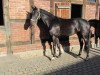 dressage horse Florentina 74 (Westphalian, 2008, from Floresco NRW)