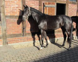 dressage horse Florentina 74 (Westphalian, 2008, from Floresco NRW)