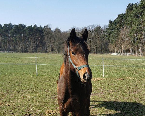 dressage horse Zion (Westphalian, 2021, from Zoom)