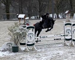 Springpferd Arcento 3 (Zangersheide Reitpferd, 2017, von Arezzo VDL)