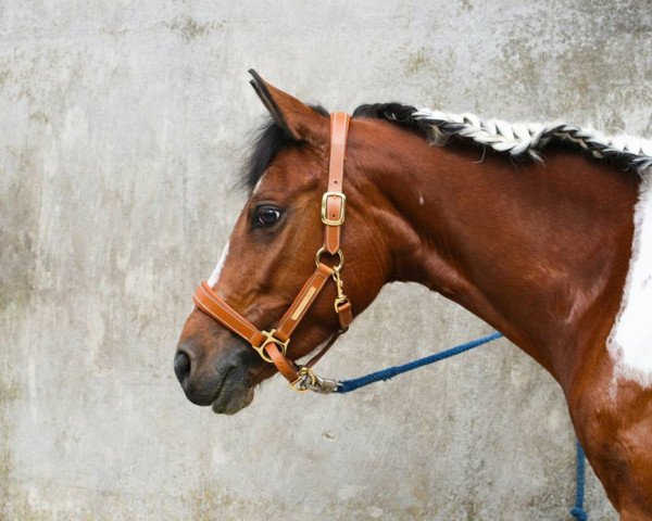 Pferd Mary Lou (Lewitzer, 2008, von Shawan)