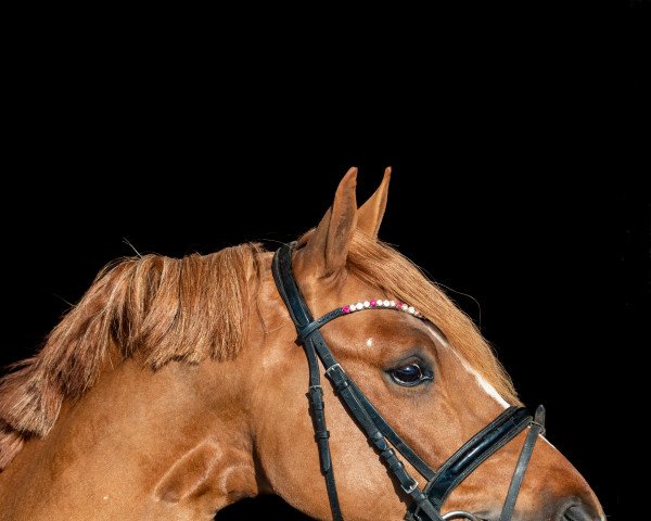 Deckhengst Südpfalz Diamant (Deutsches Reitpony, 2018, von Diamond Touch NRW)