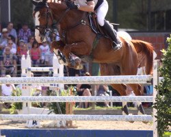 Springpferd Dux 287 (Belgisches Warmblut, 2003, von Virus de Laubry)