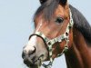 dressage horse Maja 915 (Dutch Pony, 2009)