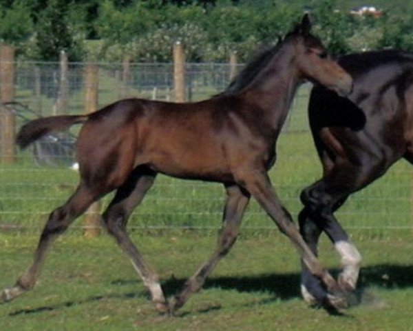 Pferd Hall of Blues (Oldenburger, 2004, von Hall of Fame)