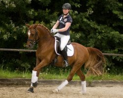 dressage horse Nip Tac (German Riding Pony, 2006, from Nalet Stern ox)