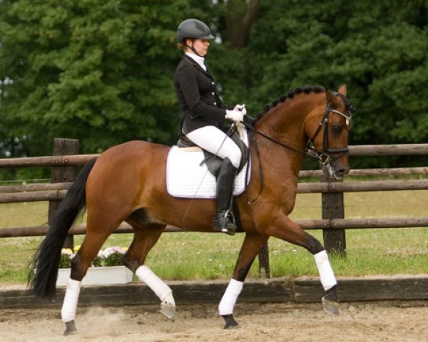 dressage horse Cool Man (German Riding Pony, 2005, from Chevallier)