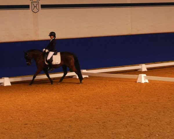 Reitturnier Elmshorn 2022