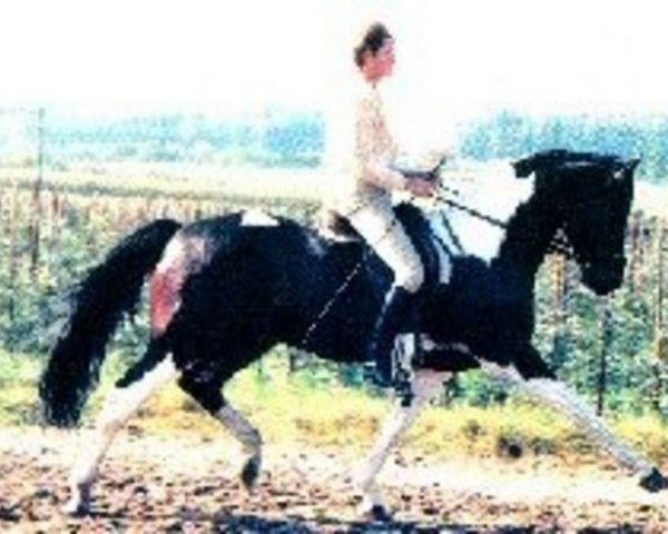 stallion Rinaldo (KWPN (Royal Dutch Sporthorse), 1979, from Ronco xx)