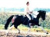 stallion Rinaldo (KWPN (Royal Dutch Sporthorse), 1979, from Ronco xx)