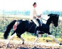 stallion Rinaldo (KWPN (Royal Dutch Sporthorse), 1979, from Ronco xx)