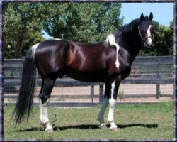 stallion Rainbow (Zweibrücken, 1989, from Rinaldo)