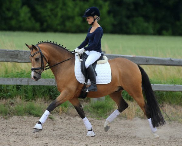 dressage horse Choco de Luxe (German Riding Pony, 2008, from FS Champion de Luxe)