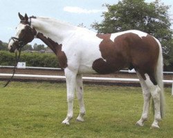 stallion Pot Pouri (KWPN (Royal Dutch Sporthorse), 1997, from Caletto I)