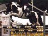 broodmare Jorinde (KWPN (Royal Dutch Sporthorse), 1991, from Samber)