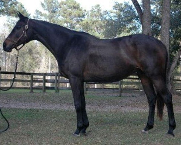 broodmare Akula (Thoroughbred, 1989, from Assault Landing xx)