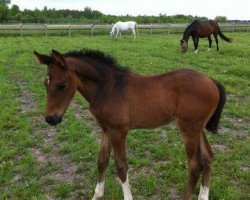 horse Art's Aeries (Canadian Warmblood, 2012, from Art's Aero)