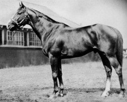 stallion Sun Again xx (Thoroughbred, 1939, from Sun Teddy xx)