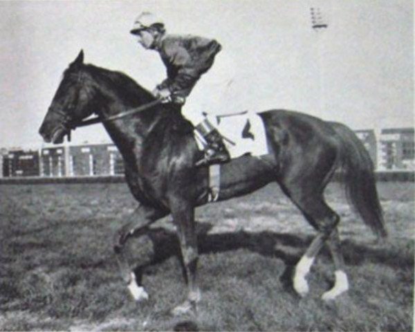 stallion Amerigo xx (Thoroughbred, 1955, from Nearco xx)