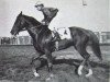 stallion Amerigo xx (Thoroughbred, 1955, from Nearco xx)