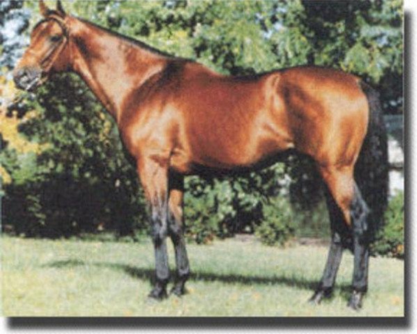 stallion Salutely xx (Thoroughbred, 1978, from Hoist The Flag xx)