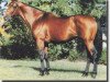 stallion Salutely xx (Thoroughbred, 1978, from Hoist The Flag xx)