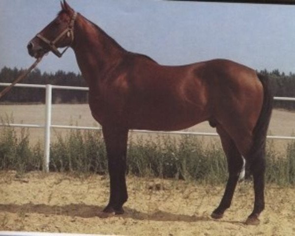 stallion Irish Pride xx (Thoroughbred, 1974, from Irish Ball xx)