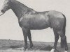 stallion Perlmutt (Westphalian, 1983, from Pakt)