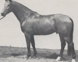 stallion Perlmutt (Westphalian, 1983, from Pakt)