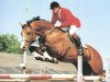 stallion Dreamstreet (KWPN (Royal Dutch Sporthorse), 1985, from Ahorn Z)