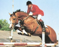 stallion Dreamstreet (KWPN (Royal Dutch Sporthorse), 1985, from Ahorn Z)