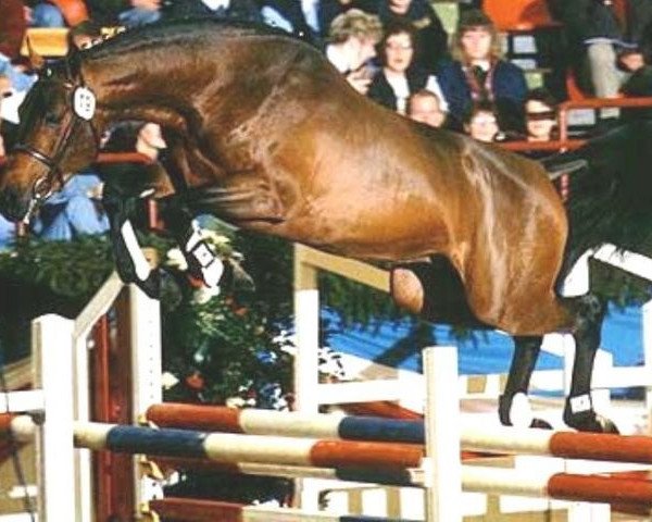 stallion Clerus (Holsteiner, 1994, from Cantus)