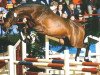 stallion Clerus (Holsteiner, 1994, from Cantus)