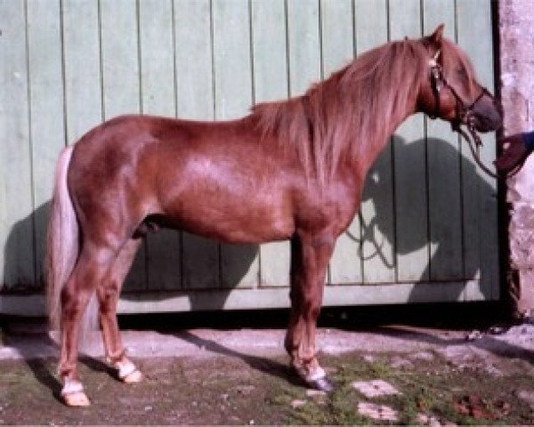 stallion Jossy (Dt.Part-bred Shetland pony, 1984, from John vom Heidehof)