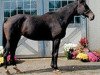 broodmare Darea xx (Thoroughbred, 1995, from Daring xx)